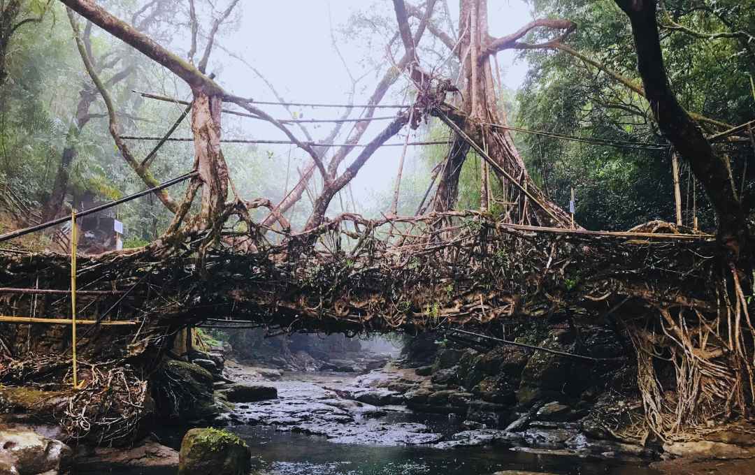 Single Decker Living Root Bridge Mawlynnong Village 