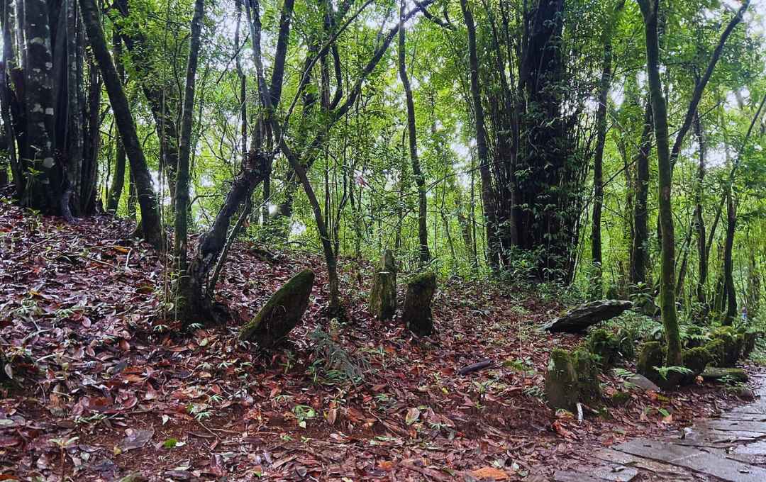 Mawphlang Sacred Forest- Meghalaya